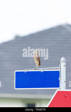 Auf einem straßenschild gehockt, ein Erwachsener Grabenden owl Athene cunicularia bleibt wachsam auf Marco Island, Florida Stockfoto
