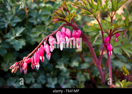 Schöne rosa blutende Herz Blumen - Campanula pyramidalis spectabils im sonnigen Garten Stockfoto