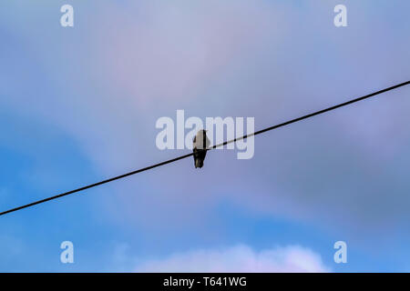 Ein einsamer Starling sitzt auf einem elektrischen Draht gegen einen bewölkten Himmel. Stockfoto