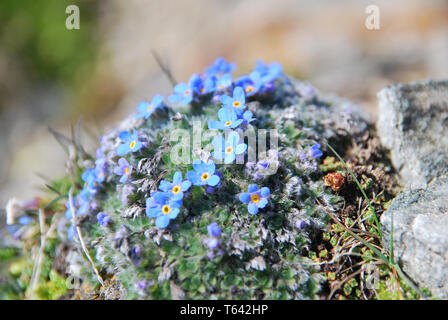 Eritrichium nanum, Arctic alpine Forget-me-not, König der Alpen, Himmelsherold, gefunden hoch oben in den österreichischen Alpen Stockfoto