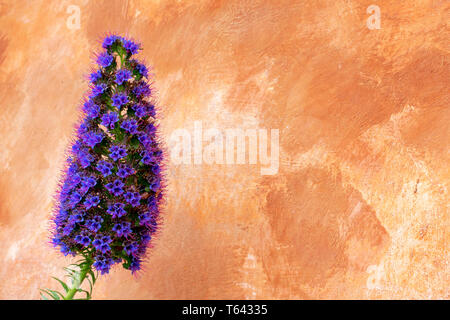 Lila Stolz von Madeira Blume Winterhartes in voller Blüte gegen die Wand mit breiten Pinselstrichen in warmes Licht braun Farbe lackiert. Stockfoto