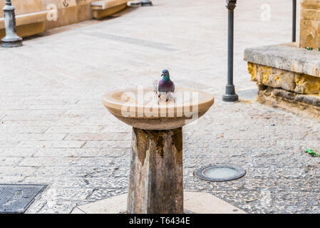 Taube trinken frisches Wasser aus einem Brunnen im Sommer zum Abkühlen. Stockfoto