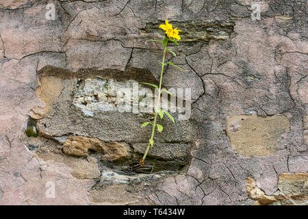 Gelbe Blume wächst auf Sprung grunge Wand. Gelbe Blume auf hohen grünen Stengel auf alte, gesprungene Wand sprießen. Symbol für Stärke und Hoffnung. Stockfoto