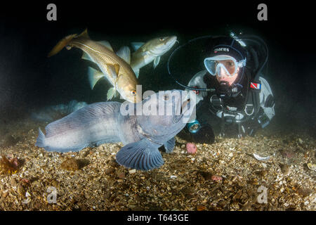 Scuba Diver mit Wolf Aal, Anarhichas lupus, und den Atlantischen Kabeljau Gadus morhua, wenig Strýtan Tauchplatz. Eyjafjordur in der Nähe von Akureyri, nördlichen Icela Stockfoto