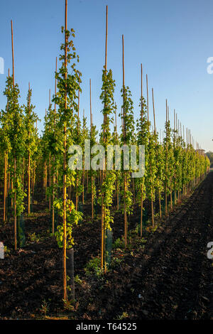 Acer campestre Elegante Sorte, einen kompakten und kräftigen Klon von Feld Ahorn, die von den Niederlanden im Jahre 1990 eingeführt wurde, mit einem kompakten, aufsteigend Gewohnheit und kräftiges Wachstum. Stockfoto