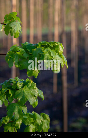 Acer Campestre Elsrijk, holländischer Ahorn. Laub. Eine kultivierte Form von thje American native Feld Ahorn, aber mit einem dichten schmalen aufrecht kegelförmigen wuchs Gewohnheit. Stockfoto