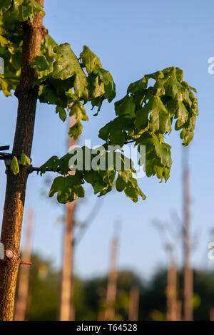 Acer campestre Elsrijk, Niederländisch Feld Ahorn. Laubbäume. Eine kultivierte Form der nativen Feld Ahorn, aber mit einem dichten engen aufrecht kegelförmige Wuchsform. Stockfoto