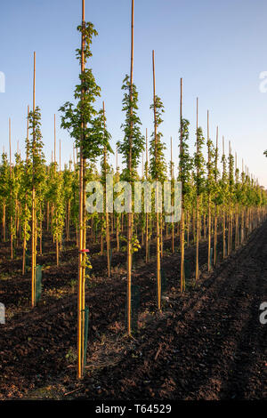 Acer campestre Elegante Sorte, einen kompakten und kräftigen Klon von Feld Ahorn, die von den Niederlanden im Jahre 1990 eingeführt wurde, mit einem kompakten, aufsteigend Gewohnheit und kräftiges Wachstum. Stockfoto