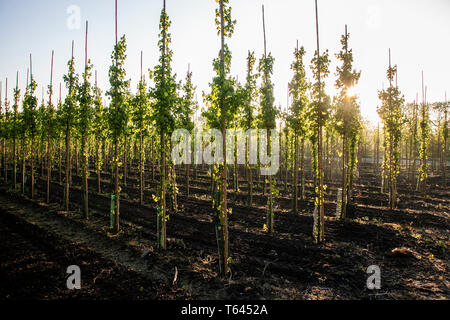 Acer campestre Elegante Sorte, einen kompakten und kräftigen Klon von Feld Ahorn, die von den Niederlanden im Jahre 1990 eingeführt wurde, mit einem kompakten, aufsteigend Gewohnheit und kräftiges Wachstum. Stockfoto