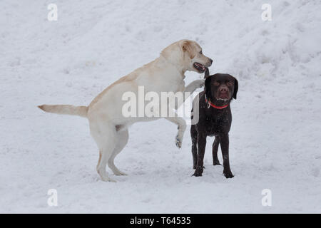 Zwei Labrador Retriever Welpen spielen auf weißem Schnee. Heimtiere. Reinrassigen Hund. Stockfoto