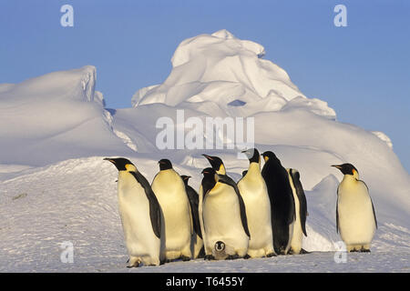 Kaiser Pinguin, Aptenodytes forsteri, Antarktica Stockfoto