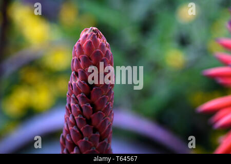 Die Blüte der saftigen Die Krantz Aloe. Eine endemische Aloe in Südafrika, die sowohl atemberaubende Flora und medizinische Anwendungen Stockfoto