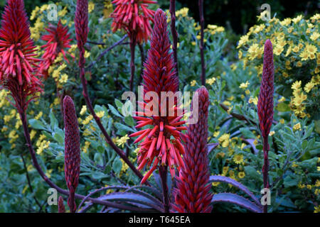 Die Blüte der saftigen Die Krantz Aloe. Eine endemische Aloe in Südafrika, die sowohl atemberaubende Flora und medizinische Anwendungen Stockfoto