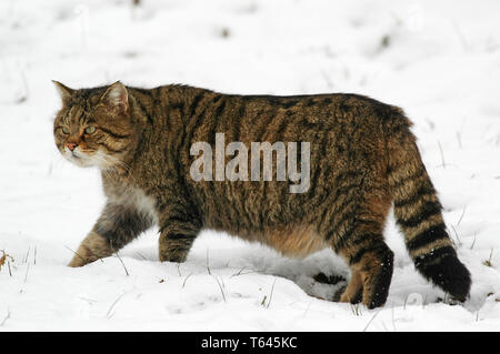 Europäische Wildkatze, Felis silvestris, Süd Deutschland Stockfoto