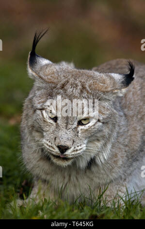 Felis Lynx, Europäischer Luchs, Bayerischen Nationalpark, Deutschland Stockfoto