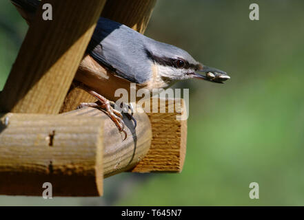 Eurasischen Kleiber, Sitta europaea Stockfoto