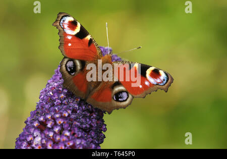 Europäische Pfau, Inachis io Stockfoto