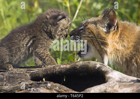 Felis Lynx, Europäischer Luchs, Bayerischen Nationalpark, Deutschland Stockfoto