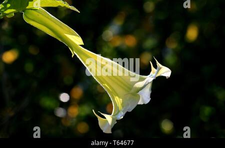 Engel Trompete, Brugmansia suaveolens Stockfoto