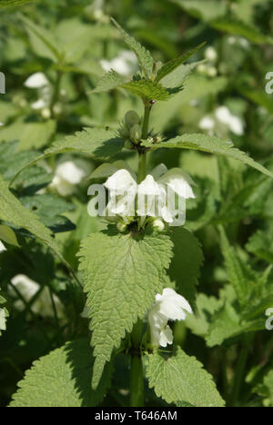 Erzengel gelb oder golden, Deadnettle Lamium galeobdolon, Galeobdolon luteum, Lamiastrum galeobdolon Stockfoto