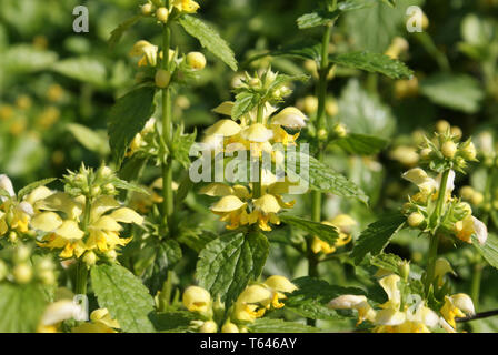 Erzengel gelb oder golden, Deadnettle Lamium galeobdolon, Galeobdolon luteum, Lamiastrum galeobdolon Stockfoto