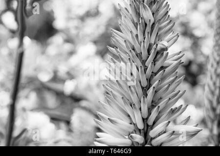 Die Blüte der saftigen Die Krantz Aloe. Eine endemische Aloe in Südafrika, die sowohl atemberaubende Flora und medizinische Anwendungen Stockfoto