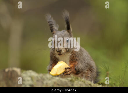 Eurasische Eichhörnchen Stockfoto