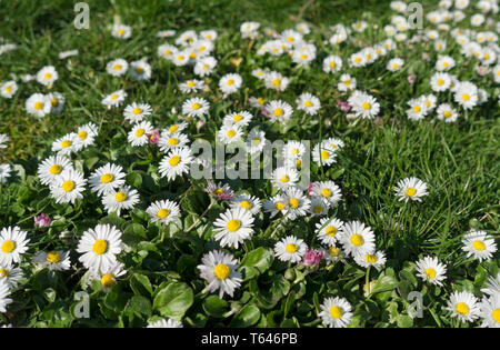 Nahaufnahme der gewöhnlichen Gänseblümchen weiße Blumenblüten, die im Frühjahr blühen England Vereinigtes Königreich GB Großbritannien Stockfoto