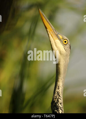 Graureiher Ardea cinerea Stockfoto