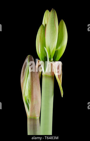 Amaryllis Blume Stockfoto