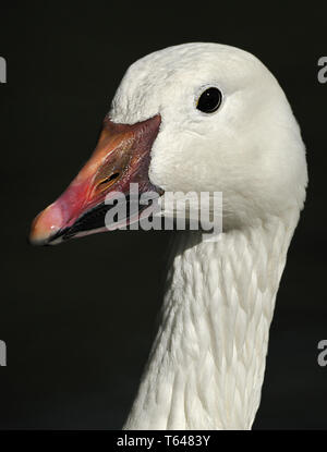 Blue Goose, Anser caerulescens Stockfoto
