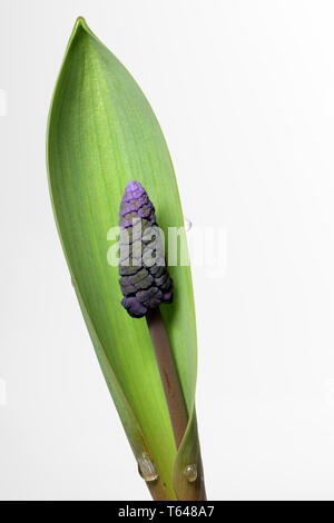 Traubenhyazinthen, Muscari Stockfoto