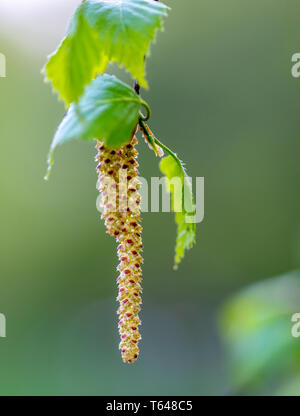 Blühende Birke, Frühling, Blumen viel Birke, close-up, Ostern, Postkarte auf dem Hintergrund des blauen Himmels Ohrringe Stockfoto