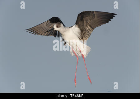 Gemeinsame Stelzenläufer, Himantopus himantopus, Nordsee, Europa Stockfoto