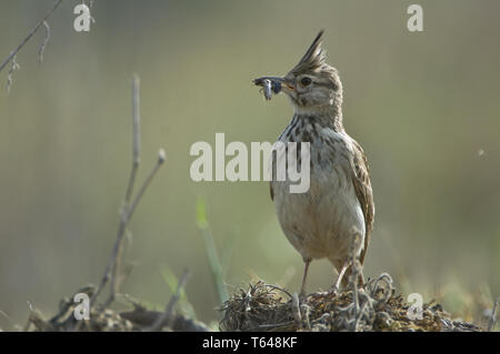Haubenlerche/Crested Lark/Galerida cristata Stockfoto