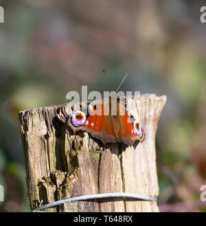 Nahaufnahme eines einzigen britischen Pfauenschmetterlings (Aglais io), einer der häufigsten Schmetterlinge Englands, isoliert auf einem hölzernen Pfosten in der Frühlingssonne. Stockfoto