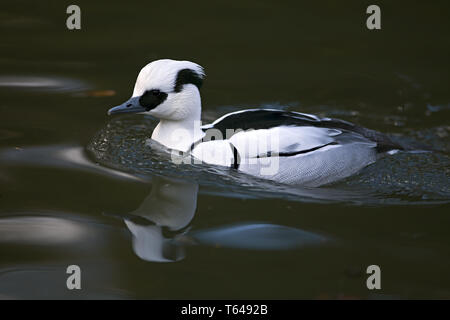 Smew, Mergus albellus, männlich in der Zucht Gefieder Stockfoto