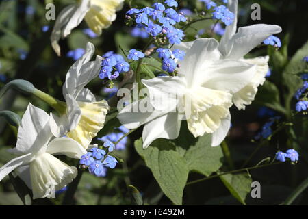 Vergissmeinnicht [Myosotis Sylvatica] Stockfoto