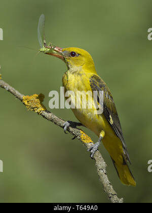 Eurasischen Pirol, Oriolus oriolus Stockfoto