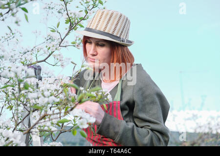 Die Arbeit im Garten. Feder für blühende Bäume. Weibliche Landwirt sammelt Käfer von einer Birne oder Apfel Baum Stockfoto