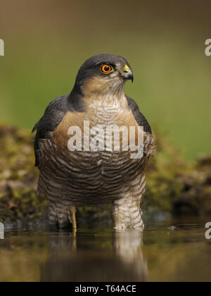 Eurasischen Sperber (Accipiter nisus), Deutschland Stockfoto