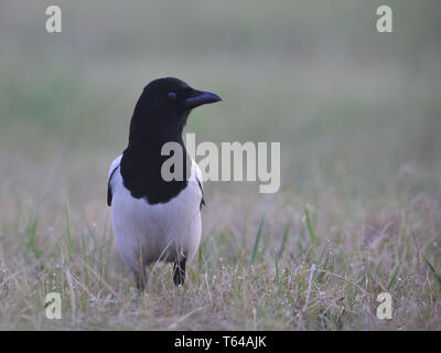 Elster, Pica Pica, Deutschland Stockfoto