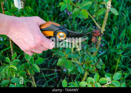 Blume Garten- und Wartungskonzept. Nahaufnahme von Frauen Hände mit Baum-, Reb-, Gartenscheren im Garten arbeiten. Gärtner trimming off Spray von verbracht oder Stockfoto