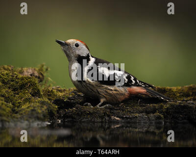 Medium Buntspecht, Dendrocopos medius medius, Leiopicus, Picoides medius Stockfoto