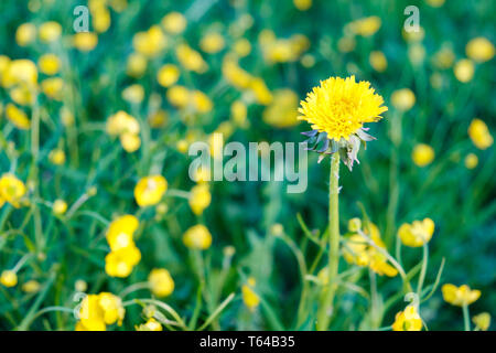 Wiese mit Löwenzahn an einem sonnigen Tag. Löwenzahn Löwenzahn blühen im Frühjahr. Stockfoto