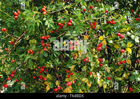 Hagebutte oder Hund Rose, Rosa Canina Stockfoto