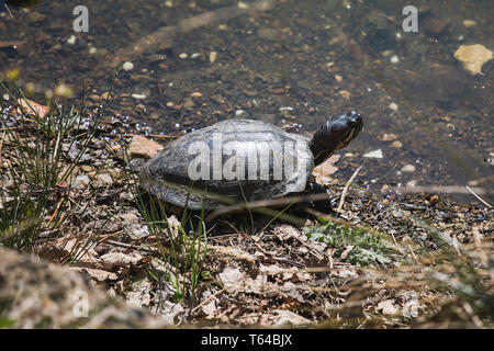 Nahaufnahme einer Schildkröte neben Wasser in der Sonne, Deutschland Stockfoto