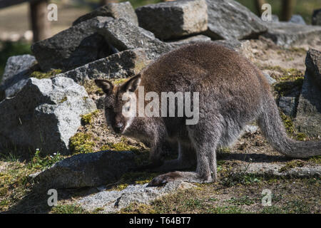 Porträt eines australischen Känguru, Blick in die Kamera, Deutschland Stockfoto