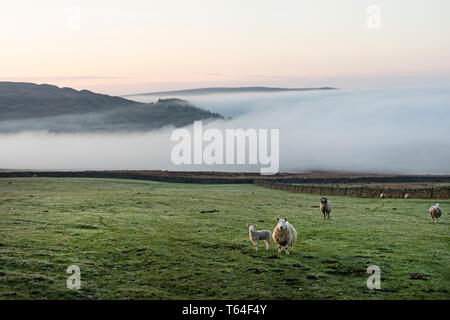 Teesdale, County Durham, UK. Montag 29. April. UK Wetter. Diese Schafe erlebte ein eher kühl und nebelig Start in den Tag und die Sonne ging auf über Teesdale in der North Pennines heute Morgen. Die Prognose ist für Nebel und Dunst mit sonnigen Perioden der Entwicklung am Nachmittag zu löschen. Quelle: David Forster/Alamy leben Nachrichten Stockfoto