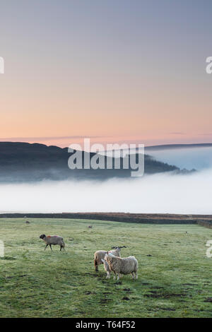 Teesdale, County Durham, UK. Montag 29. April. UK Wetter. Diese Schafe erlebte ein eher kühl und nebelig Start in den Tag und die Sonne ging auf über Teesdale in der North Pennines heute Morgen. Die Prognose ist für Nebel und Dunst mit sonnigen Perioden der Entwicklung am Nachmittag zu löschen. Quelle: David Forster/Alamy leben Nachrichten Stockfoto